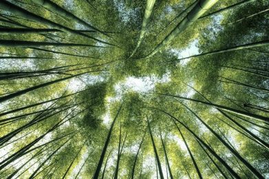 image of bamboo trees, perspective looking straight up to the sky from the ground